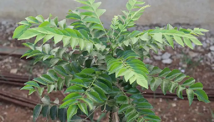Curry Leaves Benefits | benefits of curry leaves in cholesterol diabetes obesity and stomach problem