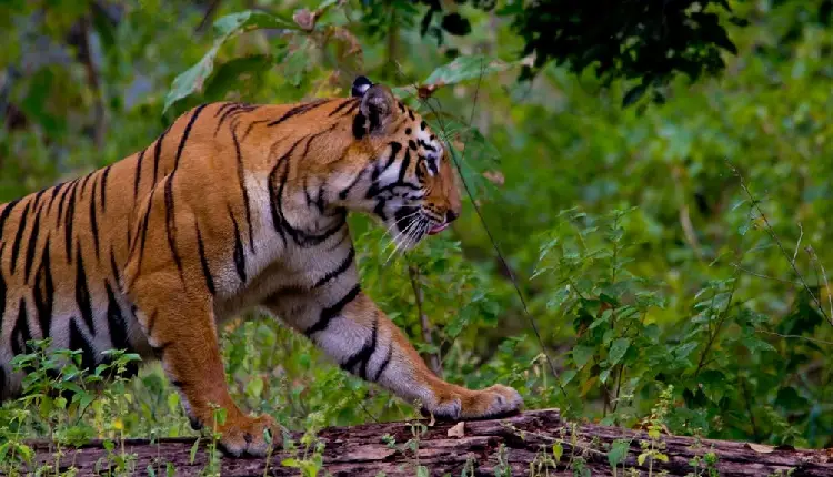Maharashtra Tiger | the number of tigers coming from maharashtra is increasing in telangana