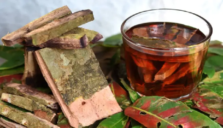Healthy Drink | Arjuna bark protects against fatal diseases like heart attack, make and drink it like this