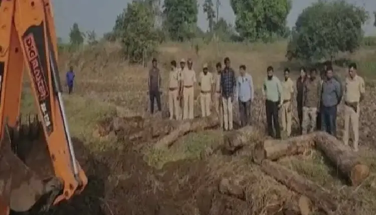 Nandurbar Crime News | nandurbar forest department give jolt to pushpa seized 12 teak wood blocks buried in farm land