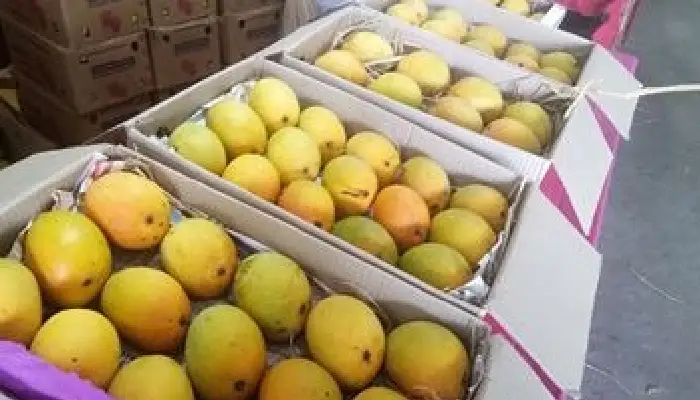 Amba Mahotsav Pune 2023 | 'Mango Festival' under 'Producer to Consumer Direct Selling' scheme from 1st April