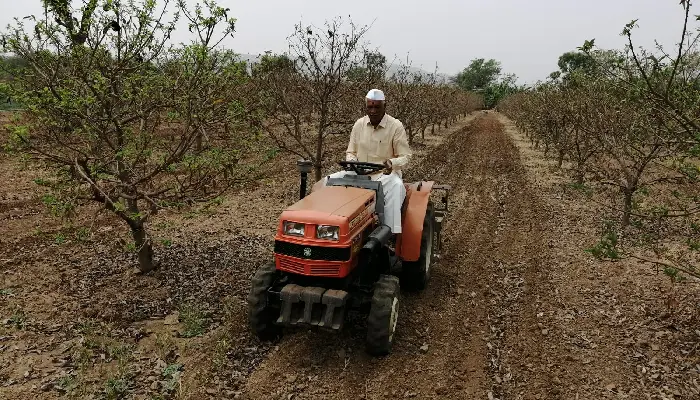 Maharashtra Farmer News | Farmer's success story! Hard work, perseverance and government support; A farmer's hand with an orchard blooming on a rocky outcrop