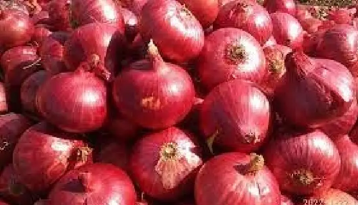 Maharashtra Govt On Onion Grower Farmers Maharashtra | Relief of speedy governance to onion growers with fast decision making