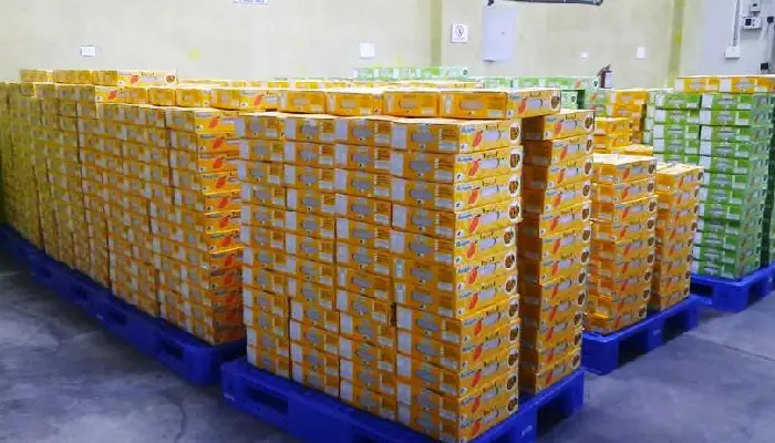 Maharashtra Krushi Panan Mandal | Saffron and Baiganpalli mangoes from Maharashtra are sent to Japan and America