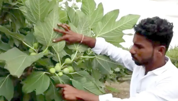 Pune Purandar News | A farmer from Singapur in Purandar taluka earned a profit of 10 lakhs from fig farming on lands