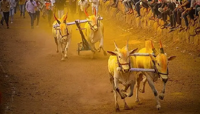 Supreme Court On Maharashtra Bull Cart Racing | SupremeCourt Constitution Bench to pronounce judgment today on petitions challenging the laws permitting Jallikattu, Kambala & bull-cart racing Tamil Nadu, Karnataka & Maharashtra
