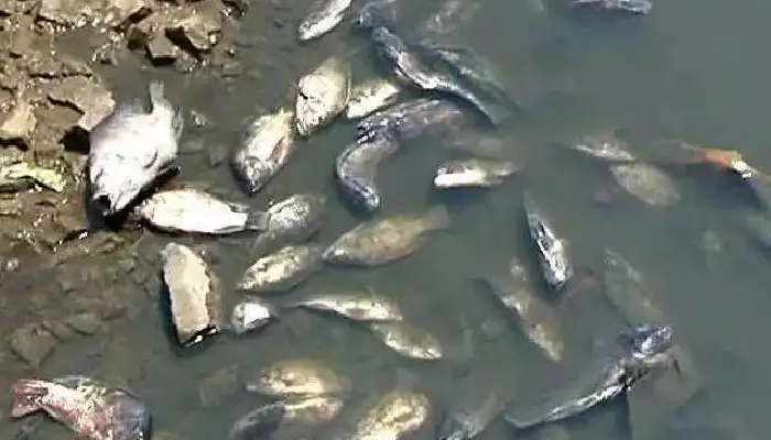 Indrayani River Pollution | a pile of dead fish in the indrayani river