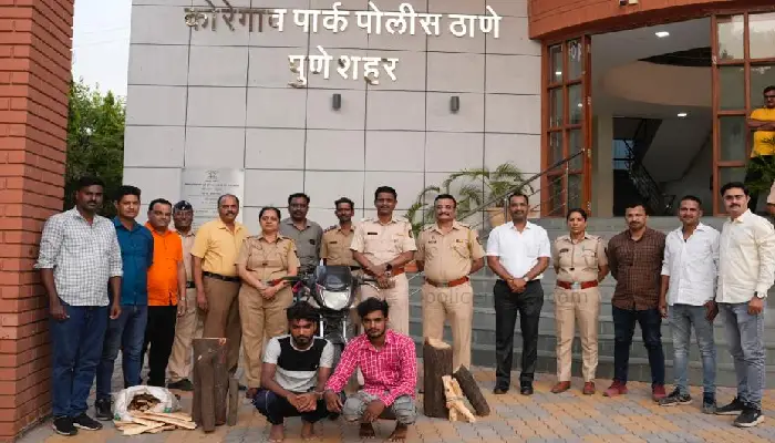 Pune Crime News | Koregaon Park Police Station - Gang of stealing sandalwood trees by threatening to kill society's watchmen arrested