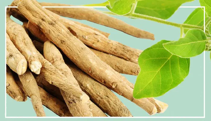 Ayurvedic Herbs | include-5-powerful-ayurvedic-herbs-in-your-diet-to-stay-away-from-viral-infection-and-diseases-this-monsoon
