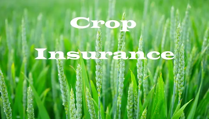 Crop Insurance | extension of date for payment of crop insurance premium by maharashtra government know details