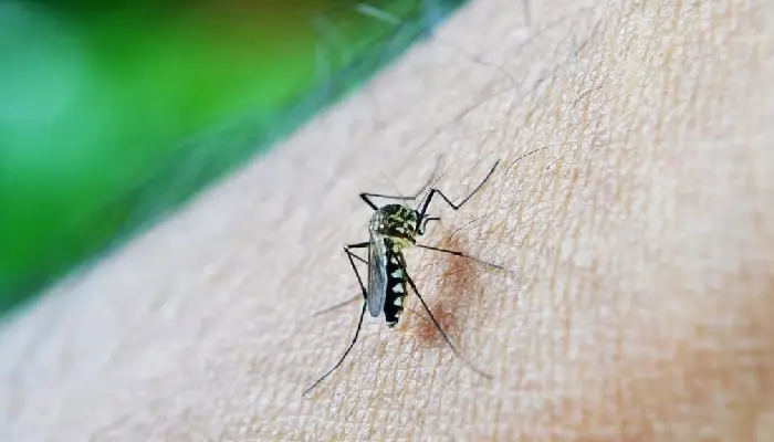 Pune News | since the start of rain in pune the number of dengue patients has started increasing
