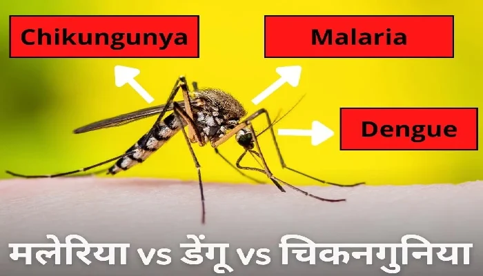 Mosquito Borne Diseases | mosquito borne diseases what is the difference between malaria dengue and chikungunya mosquito prevention tips