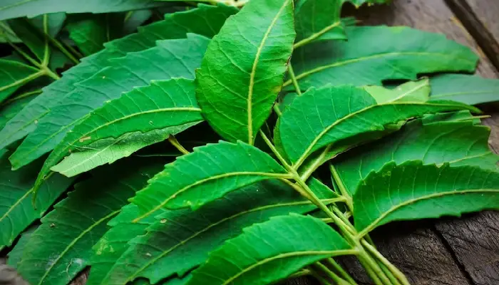 Neem Leaves | neem-leaves-reduce-blood-sugar-instantly-know-how-to-eat-for-best-result-ayurvedic-remedies-diabetes