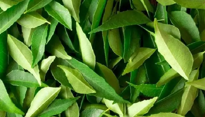 Curry Leaves | 5 surprising health benefits of eating curry leaves worth only 5 rupees rich in nutrients vitamins control diabetes body pain