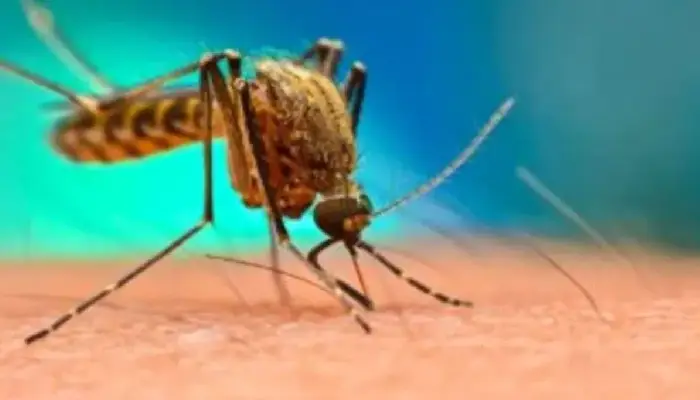 Dengue Fever | what medicines should be avoided in dengue fever is antibiotics harmful know best tablet from doctor