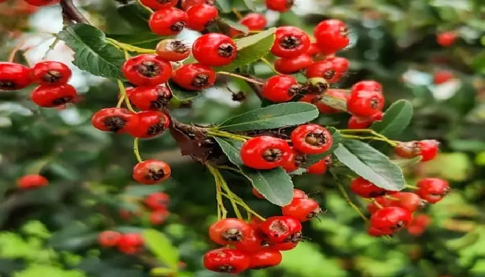 Ghinghru Fruit | 5 miraculous benefits of eating gingharu ghingora pahadi fruit himalayan redberry firethorn apple only 3 month are available in market as per dr jitendra sharma