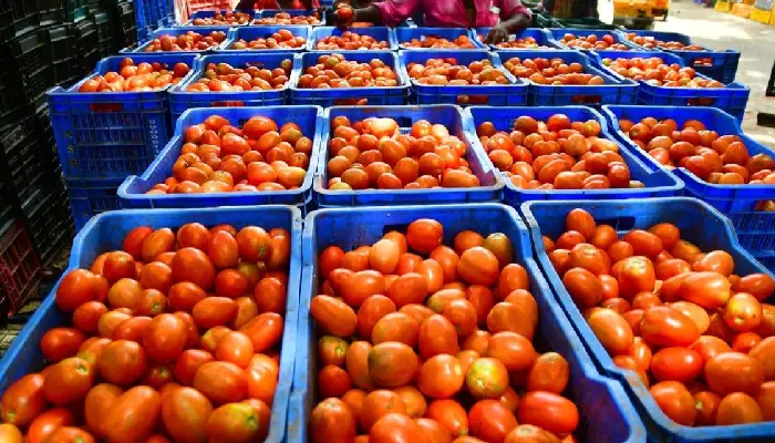 Tomato Price Hike | central government will continue to sell tomatoes at price of 70 rupees and is importing it from nepal amid surging price
