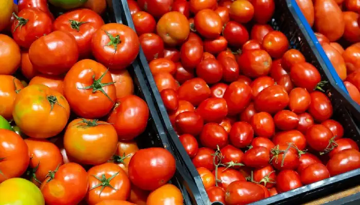 Tomato Price Update | tomato prices cooling down with fresh arrival retail prices in range of rs 50 to 70 per kg