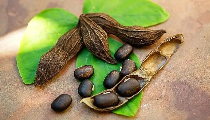 Velvet Bean | velvet beans improves brain prevents bacterial infections effective for men