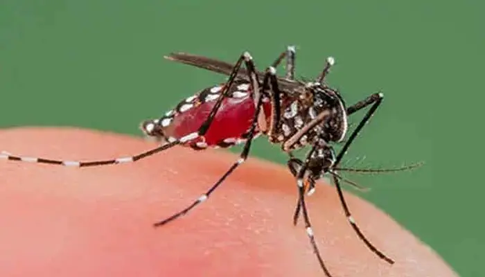 Dengue | in dengue platelets level can be down follow this tips