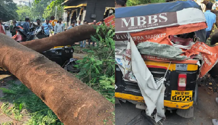 Pune News | Pune: Gulmohr tree fell on a rickshaw near Dasabhuja Ganpati temple near Paud Phata in Kothrud, four injured