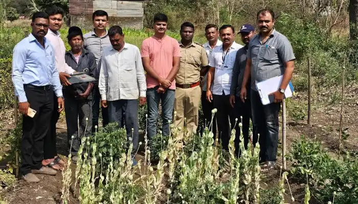Pune Rural Police | Pune: Opium cultivation in Kirkatwadi, two arrested; 14 kg of opium plant seized