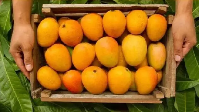 Pune Marketyard Mango News | Pune: In the name of Devgad, Ratnagiri hapus mango cheating consumers, Karnataka mangoes are being sold in the market yard
